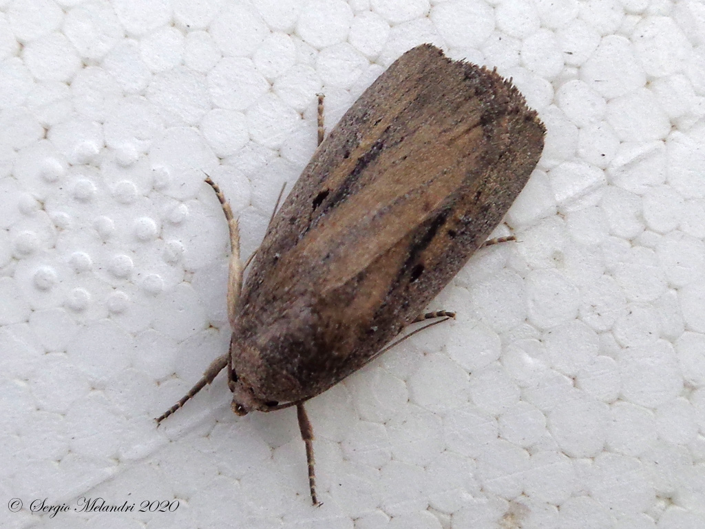 Noctuidae da ID - Athetis hospes